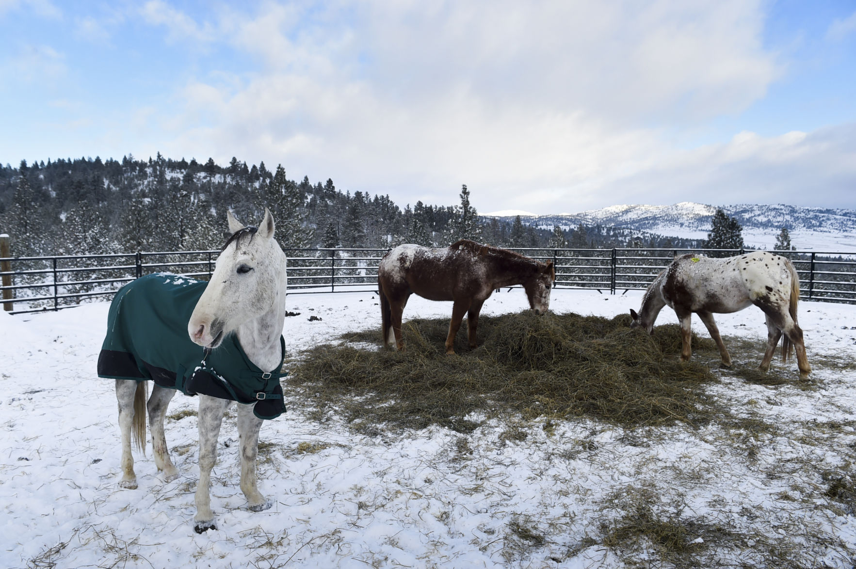 According to Davis and Murphy, all 10 horses are healing, gaining weight and adjusting to the Montana cold with blankets.